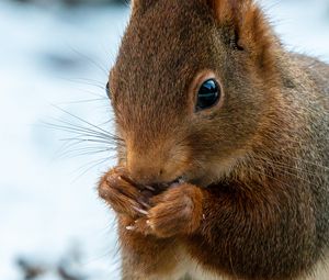 Preview wallpaper squirrel, wildlife, animal