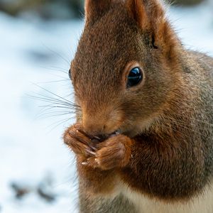 Preview wallpaper squirrel, wildlife, animal