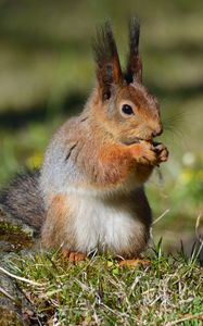 Preview wallpaper squirrel, wildlife, animal, blur