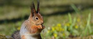 Preview wallpaper squirrel, wildlife, animal, blur