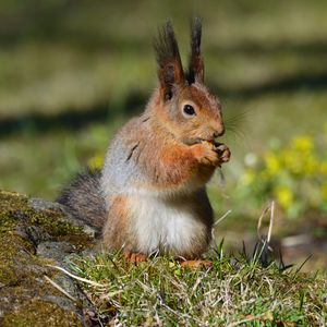 Preview wallpaper squirrel, wildlife, animal, blur