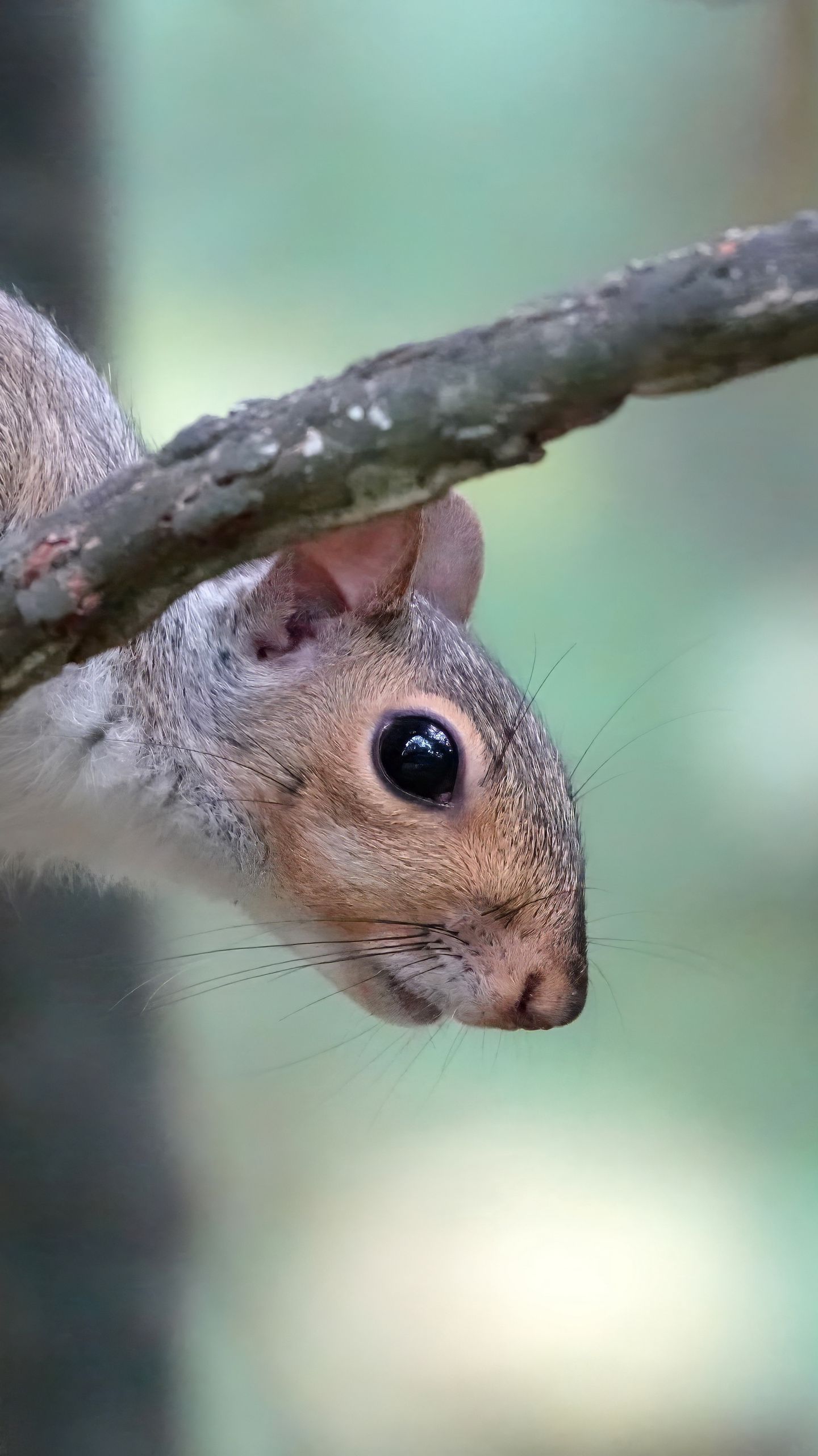 1440x2560 Wallpaper squirrel, wildlife, tree, branch