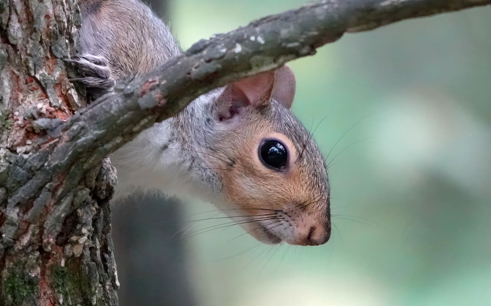 1680x1050 Wallpaper squirrel, wildlife, tree, branch