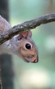 Preview wallpaper squirrel, wildlife, tree, branch