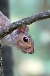 Preview wallpaper squirrel, wildlife, tree, branch