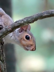 Preview wallpaper squirrel, wildlife, tree, branch