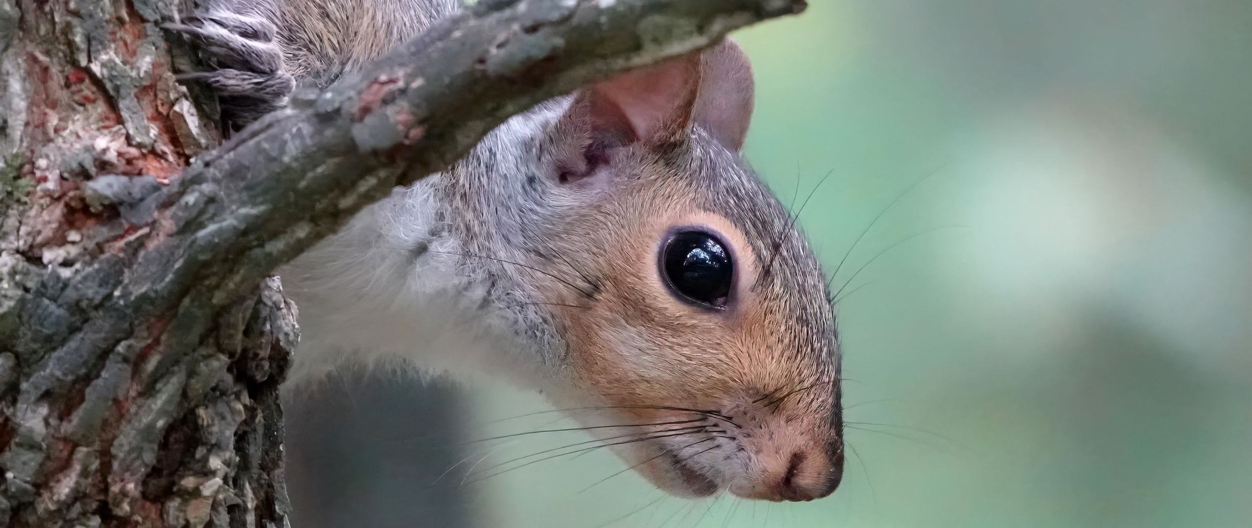 2560x1080 Wallpaper squirrel, wildlife, tree, branch