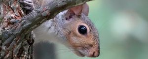 Preview wallpaper squirrel, wildlife, tree, branch