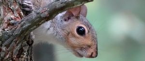 Preview wallpaper squirrel, wildlife, tree, branch
