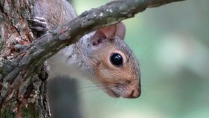 Preview wallpaper squirrel, wildlife, tree, branch