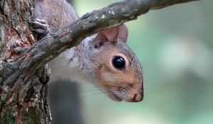 Preview wallpaper squirrel, wildlife, tree, branch