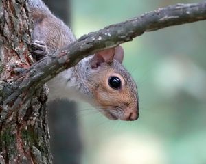 Preview wallpaper squirrel, wildlife, tree, branch