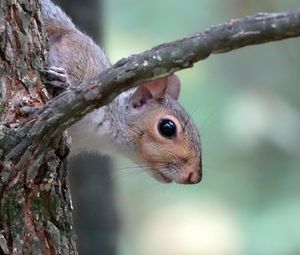 Preview wallpaper squirrel, wildlife, tree, branch