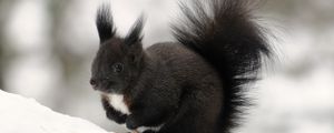 Preview wallpaper squirrel, winter, snow, color, tail, furry