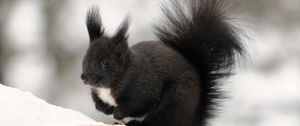 Preview wallpaper squirrel, winter, snow, color, tail, furry