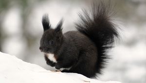 Preview wallpaper squirrel, winter, snow, color, tail, furry