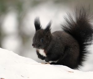 Preview wallpaper squirrel, winter, snow, color, tail, furry