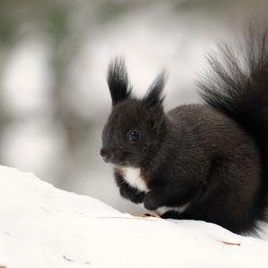 Preview wallpaper squirrel, winter, snow, color, tail, furry