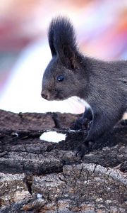 Preview wallpaper squirrel, wood, bark, climbing