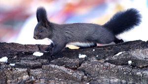 Preview wallpaper squirrel, wood, bark, climbing