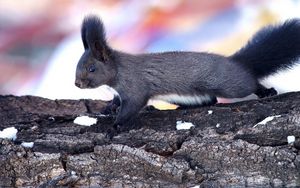 Preview wallpaper squirrel, wood, bark, climbing