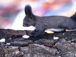 Preview wallpaper squirrel, wood, bark, climbing