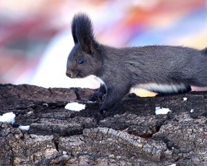 Preview wallpaper squirrel, wood, bark, climbing