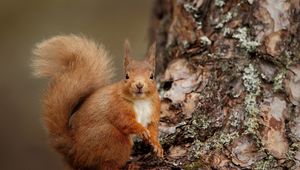 Preview wallpaper squirrel, wood, bark, look, animal