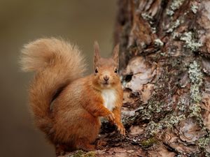 Preview wallpaper squirrel, wood, bark, look, animal