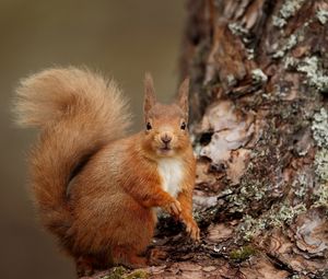 Preview wallpaper squirrel, wood, bark, look, animal