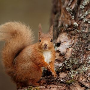 Preview wallpaper squirrel, wood, bark, look, animal