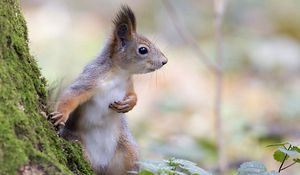 Preview wallpaper squirrel, wood, moss, fright, animal