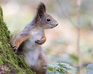 Preview wallpaper squirrel, wood, moss, fright, animal