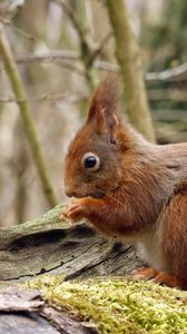 Preview wallpaper squirrel, wood, moss, sit