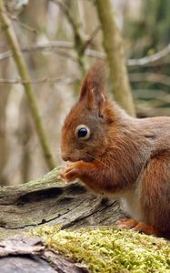 Preview wallpaper squirrel, wood, moss, sit