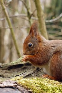 Preview wallpaper squirrel, wood, moss, sit