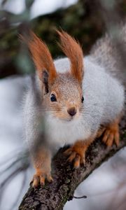 Preview wallpaper squirrel, wood, twigs, moss, climbing