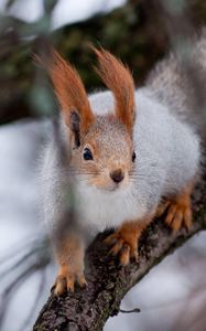 Preview wallpaper squirrel, wood, twigs, moss, climbing