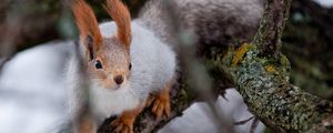 Preview wallpaper squirrel, wood, twigs, moss, climbing