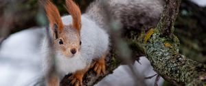 Preview wallpaper squirrel, wood, twigs, moss, climbing