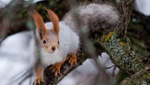 Preview wallpaper squirrel, wood, twigs, moss, climbing