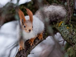 Preview wallpaper squirrel, wood, twigs, moss, climbing