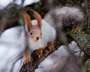 Preview wallpaper squirrel, wood, twigs, moss, climbing