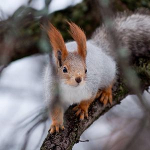 Preview wallpaper squirrel, wood, twigs, moss, climbing