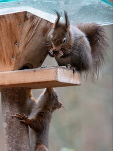 Preview wallpaper squirrels, animals, wildlife, feeder