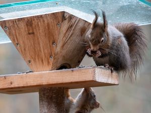 Preview wallpaper squirrels, animals, wildlife, feeder