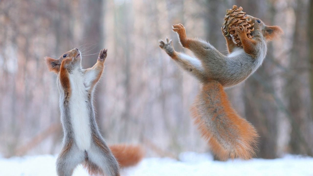 Wallpaper squirrels, cones, snow, fun