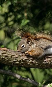 Preview wallpaper squirrels, couple, tree, branch, lie