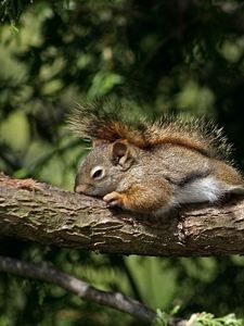 Preview wallpaper squirrels, couple, tree, branch, lie