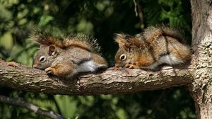 Preview wallpaper squirrels, couple, tree, branch, lie